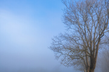 Tree canopy in fog against a blue sky