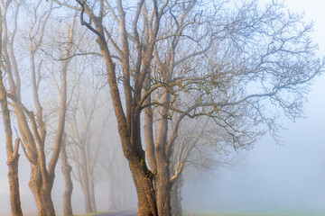 Tree trunks a misty morning