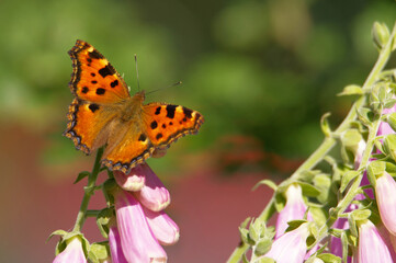 Obraz premium Großer Fuchs (Nymphalis polychloros)