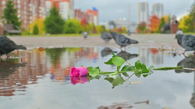 slow motion, a discarded rose flower lies in a puddle in the city autumn park, near which pigeons walk and peck it