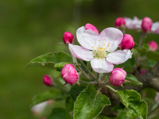 Fototapeta na wymiar Close up beautiful macro blooming pink apple blossom flower and bud with green leaves, natural bokeh background, selective focus