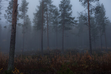 Pine trees in misty forest