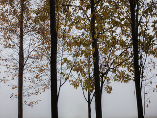 Dark trees with misty background