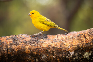 Canario da terra ou Canario da horta. Canary of the land or Canary of the vegetable garden, Sicalis...