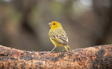Canario da terra ou Canario da horta. Canary of the land or Canary of the vegetable garden, Sicalis Flaveola