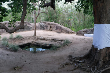 Big tree at the relic site