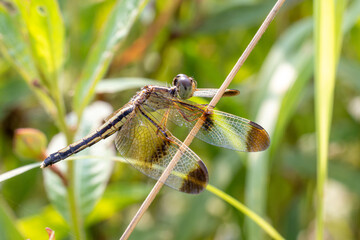 Pied Percher perching on plant (Neurothemis tullia tullia)