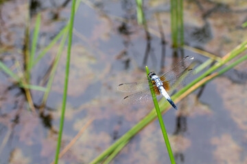 Blue Dasher (Brachydiplax chalybea flavovittata) perching on plant