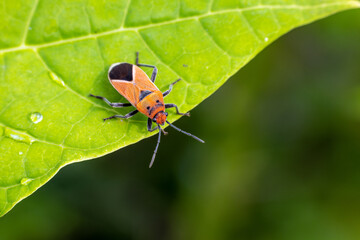 Red bugs (Pyrrhocoridae) perching on green leaf