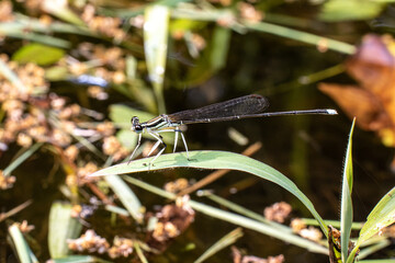 Portrait of damselfly - Black-kneed Featherlegs (Copera ciliata)