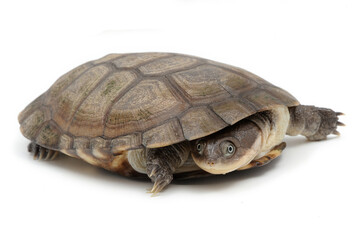 African helmeted turtle (Pelomedusa subrufa) on a white background