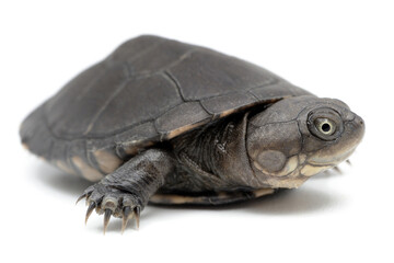 West African mud turtle (Pelusios castaneus) on a white background