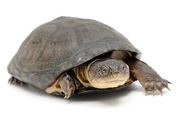 West African mud turtle (Pelusios castaneus) on a white background