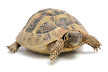 Eastern Hermann's tortoise (Testudo hermanni boettgeri) on a white background