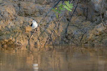 The black-backed water tyrant (Fluvicola albiventer)