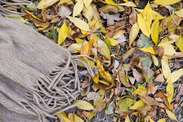 Autumn background. scarf on falling yellow leaves