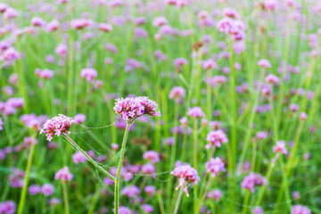 Verbena flowers blossom in the field on blurred background.
