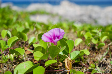 Purple flower by the sea in Okinawa.