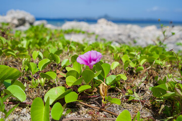 A purple flower near sea in Okinawa.