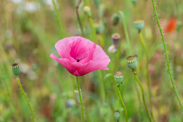 Pink poppy with poppy seed capsules in nature