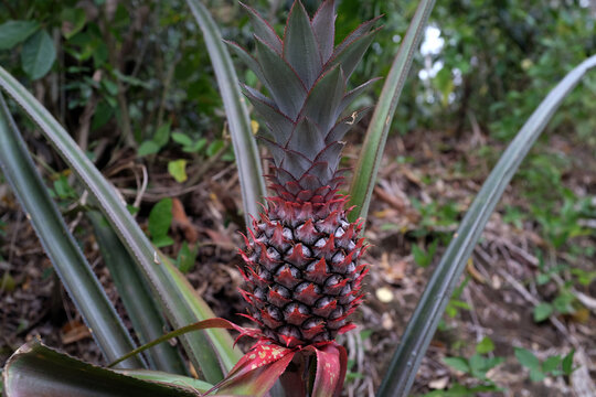 Pineapple grows in the forest.