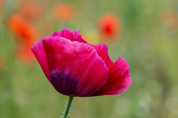 Deep red poppy seed in the wind