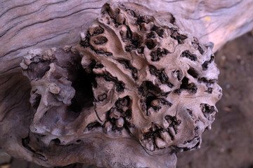 Dead frangipani tree texture .