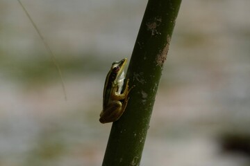 シンガポールの生き物　緑のカエル