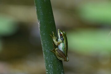 シンガポールの生き物　緑のカエル