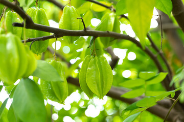 Green star fruit on branches of tree