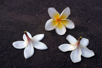 Obraz na płótnie Canvas The frangipani flower is very beautiful and fragrant on the stone