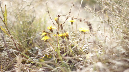 dandelions flowers nature