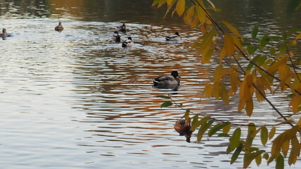 Silhouette look on the ducks in the lake water during the sunrise. against the background of sunset on the lake in autumn