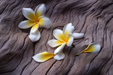 The frangipani flower is very beautiful and fragrant on the textured wood