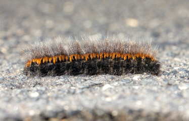 The caterpillar of the fox moth - Macrothylacia rubi, crawls on the road