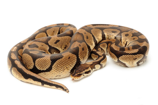 Ball python (Python regius) on a white background
