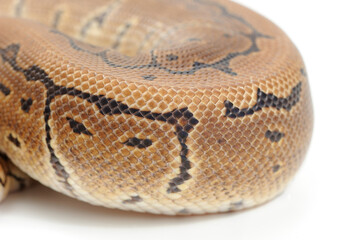 Ball python (Python regius) on a white background