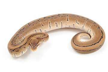 Obraz premium Ball python (Python regius) on a white background