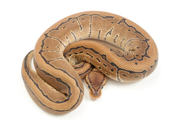 Ball python (Python regius) on a white background