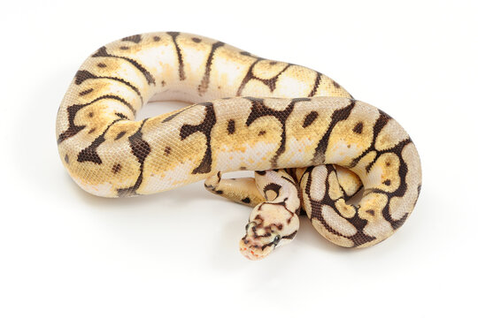 Ball python (Python regius) on a white background