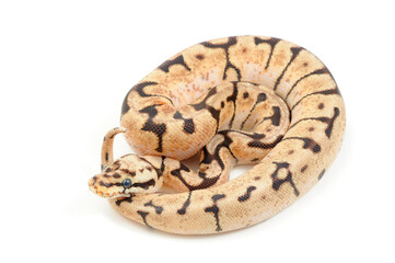 Ball python (Python regius) on a white background