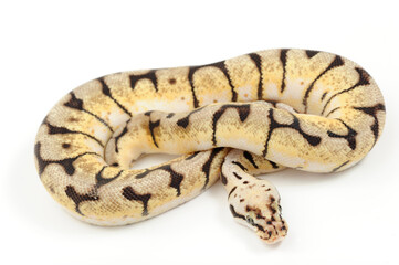 Ball python (Python regius) on a white background