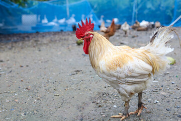 White Betong Chickken is stay in asia farm garden after rainny day