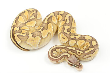 Ball python (Python regius) on a white background