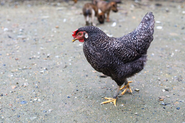 The black hen is stay and releax on floor in garden