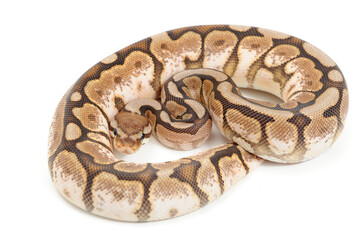 Ball python (Python regius) on a white background