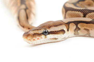 Obraz premium Ball python (Python regius) on a white background