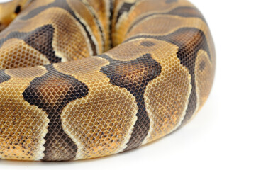 Obraz premium Ball python (Python regius) on a white background