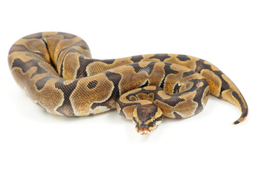 Ball python (Python regius) on a white background