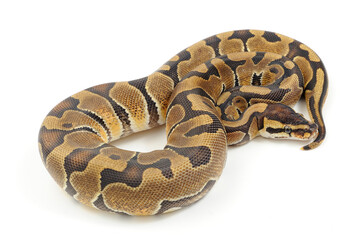 Ball python (Python regius) on a white background